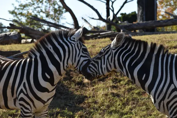 Cazino Rockn Rolla Cazinou Suport